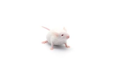 Zyagen Mouse Ovary Total RNA